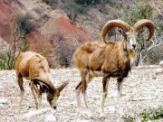 پنجاب اڑیال کی آبادی کا سروے مکمل، محکمہ نتائج بتانے سے گریزاں