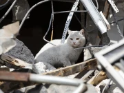 زلزلوں کو قبل از وقت محسوس کرنے والے جانور