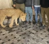 گھر میں شیر کی موجودگی کی اطلاع، ریسکیو اہلکاروں کی دوڑیں لگ گئیں