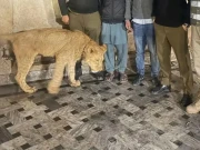 گھر میں شیر کی موجودگی کی اطلاع، ریسکیو اہلکاروں کی دوڑیں لگ گئیں