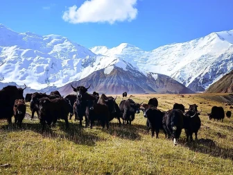 پاکستان اور تاجکستان کے درمیان تجارتی توسیع میں تاریخ ساز پیش رفت 