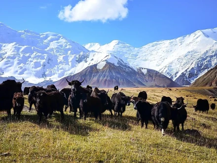 پاکستان اور تاجکستان کے درمیان تجارتی توسیع میں تاریخ ساز پیش رفت 