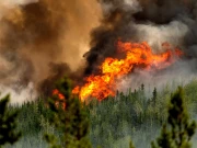 جنگلاتی آتشزدگی سے ہونے والی آلودگی دماغی بیماری کا باعث قرار