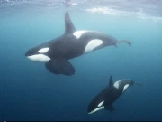 ماہواری کا تجربہ کرنے والی وہیل مچھلیاں 40 سال زیادہ جیتی ہیں