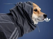 ایڈیڈاس نے چھوٹے پالتو جانوروں کیلئے بھی کپڑے متعارف کرادیے