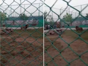 افریقی شیر پر تشدد کی ویڈیو وائرل؛ وائلڈ لائف نے شیر کو تحویل میں لے لیا