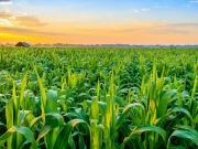 زرعی ٹیکس کی مد میں 300 ارب روپے جمع ہونے کی توقع