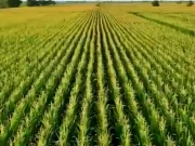 زرعی شعبے میں اہم اصلاحات؛ ’’نافسا‘‘ کا قیام ترقی کی جانب اہم سنگ میل