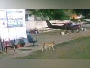 کراچی ایئرپورٹ پر کتوں کی بہتات ، پاکستان ایئرپورٹس اتھارٹی نے نوٹس لے لیا 