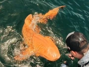 کوسٹا ریکا میں پہلی بار نارنجی رنگ کی شارک پکڑی گئی