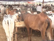 کراچی میں قربانی کے جانوروں کی قیمتوں میں 70فیصد تک اضافہ