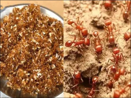 بھارت میں سرخ چیونٹیوں سے بننے والی منفرد چٹنی کا چرچا