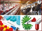 اینٹی بائیوٹک ادویات کا استعمال گوشت کو مضر صحت بناسکتا ہے ؟