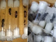 کینیا؛ ٹیسٹ ٹیوبز میں 2 ہزار سے زائد ’ملکہ چیونٹیوں‘ کی اسمگلنگ؛ چینی شہری گرفتار