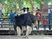 پنجاب میں پہلی بار شتر مرغ کی افزائش نسل کا آغاز 