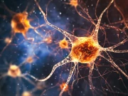 دماغی خلیوں پر خلا کے اثرات نے سائنسدانوں کو حیران کر دیا