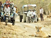 بھارت میں ناپید ہونے والے ایشیائی شیر خونخوار بن گئے