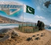 استولا آئی لینڈ پر ٹرٹل ہیچری کی بحالی، سمندری حیات کے تحفظ میں اہم پیش رفت