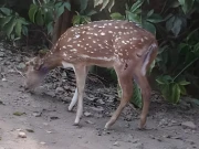 لاہور؛ نر ہرن کے حملے میں دو کم عمر ہرن ہلاک