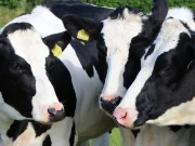 پشاور: آسٹریلین نسل کی گائے چوری کرنے والا گینگ متحرک، آدھی قیمت پر ڈیلر کو فروخت کا انکشاف