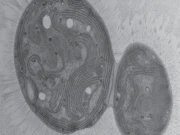 کاربن کھانے والا بیکٹیریا دریافت