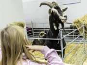 امریکا: پالتو بکری ذبح کرنے پرپولیس افسر کو لاکھوں ڈالر ادائیگی کا حکم