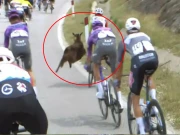 ریس میں شریک سائیکلسٹ کو بکری نے ٹکر مار دی، ویڈیو وائرل