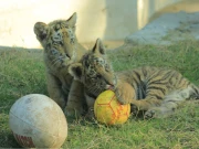 پشاور، چڑیا گھر میں خوشیوں کی آمد، ننھے بنگال ٹائیگرز توجہ کا مرکز