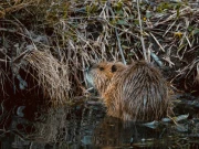 جو ڈیمز جمہوریہ چیک سالوں میں نہیں بنا سکا، سگ آبیوں نے دو دن میں تعمیر کر ڈالا