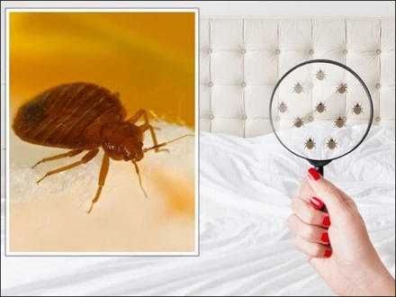 کھٹملوں سے چھٹکارا کیسے پائیں؟ چند آسان گھریلو طریقے آزمائیں