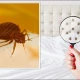 کھٹملوں سے چھٹکارا کیسے پائیں؟ چند آسان گھریلو طریقے آزمائیں