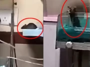 بھارت کے اسپتال میں لرزہ خیز واقعہ، آئی سی یو وارڈ میں چوہے نے 2 نومولود بچوں کو کاٹ لیا