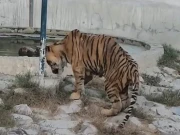بہاولپور چڑیا گھر میں بنگال ٹائیگر بیمار، ویڈیو سوشل میڈیا پر وائرل، ڈبلیوڈبلیوایف کا اظہار تشویش