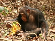 انسانوں کی طرح جانور بھی الکوحل استعمال کرتے ہیں، تحقیق