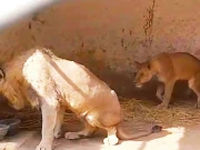 پنجاب میں نجی تحویل میں موجود بگ کیٹس کی رجسٹریشن کی آخری تاریخ میں توسیع