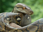 مٹیاری کے میلے میں قائم چڑیا گھر سے خطرناک سانپ فرار، شہری خوفزدہ