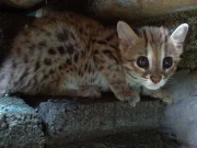 دنیا کی سب سے چھوٹی بلی کی باقیات دریافت