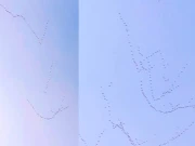 سردی سے بچنے کیلیے سائبیریا سے آئے مہاجر پرندوں کی واپسی کا عمل شروع