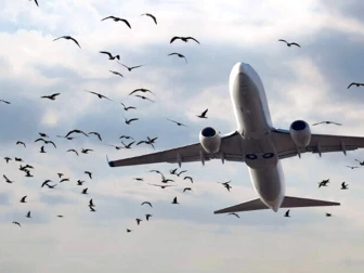 لاہور سے کراچی جانے والی پی آئی اے کی پرواز سے پرندہ ٹکرا گیا