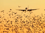 کراچی ائیرپورٹ کے اطراف پرندوں کی بھرمار