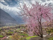 بلاسم کا موسم اور ماحولیاتی تبدیلی