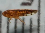 امریکا میں خطرناک کیڑے کی نئی قسم دریافت