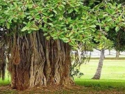 حالیہ بارشوں کے دوران گرنے والے ڈیڑھ صدی قدیم برگد کی دوبارہ اپنی جگہ پر افزائش کا آغاز