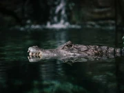 میکسیکو میں مگرمچھوں کی دو نئی نسلیں دریافت