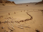 وہیل مچھلی کے کبھی پاؤں بھی ہوا کرتے تھے، حیرت انگیز دریافت