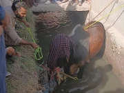 پشاور میں قربانی کیلیے لایا گیا بیل نالے میں گر گیا