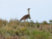 صحرائے چولستان میں نایاب نسل کے پرندے بھکھڑ کی آبادی میں اضافہ