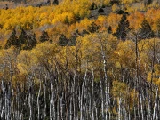 دنیا کا سب سے بڑا اور قدیم ترین درخت