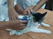 بلی کے ذریعے جیل میں چرس اسمگل کرنے کی کوشش ناکام