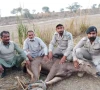 رحیم یارخان میں تیتر کے غیرقانونی شکار میں مشغول 3 شکاری گرفتار